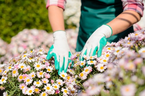 The image shows a close-up view of a gardener's hands wearing white gardening gloves, carefully tending to a vibrant flower bed filled with white daisies with yellow centers. The gardener's arms are visible, clad in a green apron and rolled-up sleeves, indicating outdoor work in a well-maintained garden. In the background, blurred greenery and flowering shrubs suggest a lush, organized outdoor space typical of residential gardens in Sanderstead, within the Croydon area. The flower bed is edged with a mixture of soil and mulch, with the daisies densely packed and healthy. This scene exemplifies attentive garden maintenance and flower cultivation, integral to professional gardening and landscaping services such as those offered by Lawn Mowing Sanderstead. The natural sunlight and clear weather highlight the natural colours and textures of the blossoms and foliage, creating an inviting and professional outdoor environment suitable for enhancing local gardens through expert landscaping and plant care services in the Sanderstead postcode area.