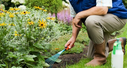 Safe tree removal process by experts